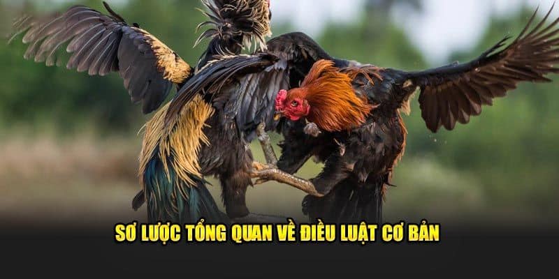 Luật tham gia cơ bản vào sảnh đá gà tx88 hiện nay